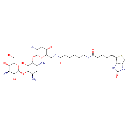 OCC1O[C@H](OC2[C@H](N)C[C@H]([C@H](C2O)O[C@H]2OC(CNC(=O)CCCCCNC(=O)CCCC[C@@H]3SCC4C3NC(=O)N4)[C@H](CC2N)O)N)C([C@H]([C@@H]1O)N)O