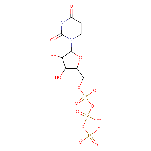 OC1C(COP(=O)(OP(=O)(OP(=O)(O)[O-])[O-])[O-])OC(C1O)n1ccc(=O)[nH]c1=O