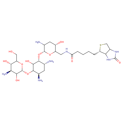 OCC1O[C@H](OC2[C@H](N)C[C@H]([C@H](C2O)O[C@H]2OC(CNC(=O)CCCC[C@@H]3SCC4C3NC(=O)N4)[C@H](CC2N)O)N)C([C@H]([C@@H]1O)N)O