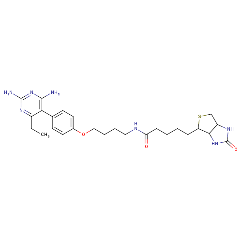 CCc1nc(N)nc(c1c1ccc(cc1)OCCCCNC(=O)CCCCC1SCC2C1NC(=O)N2)N