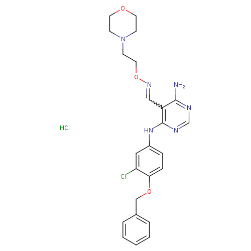 Nc1ncnc(c1C=NOCCN1CCOCC1)Nc1ccc(c(c1)Cl)OCc1ccccc1.Cl